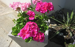 Geranien