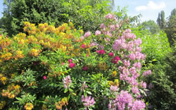 Rhododendren